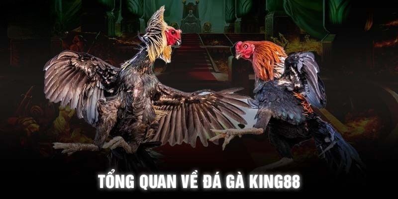 Thông tin cơ bản về chuyên mục đá gà King88