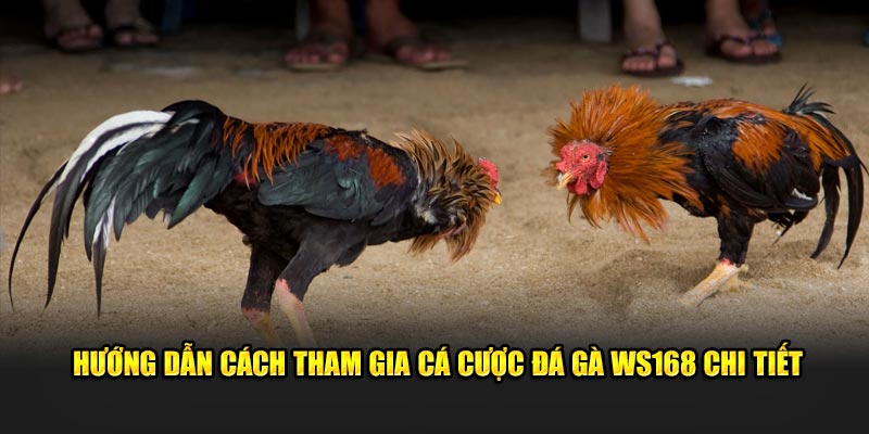 Hướng dẫn cách tham gia cá cược đá gà WS168 chi tiết